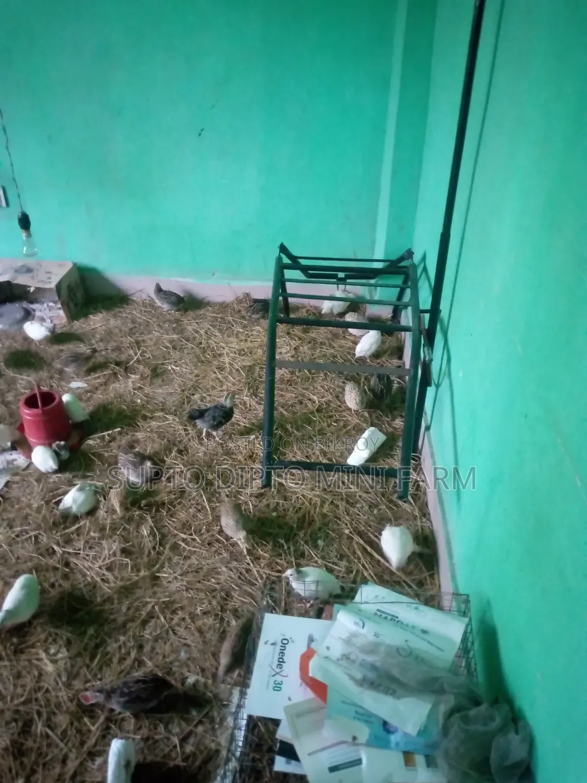 কোয়েল পাখি এবং দেশি মুরগি