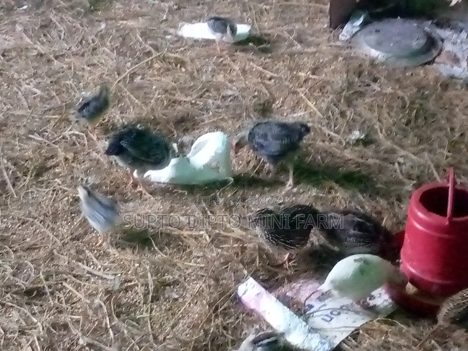 কোয়েল পাখি এবং দেশি মুরগি