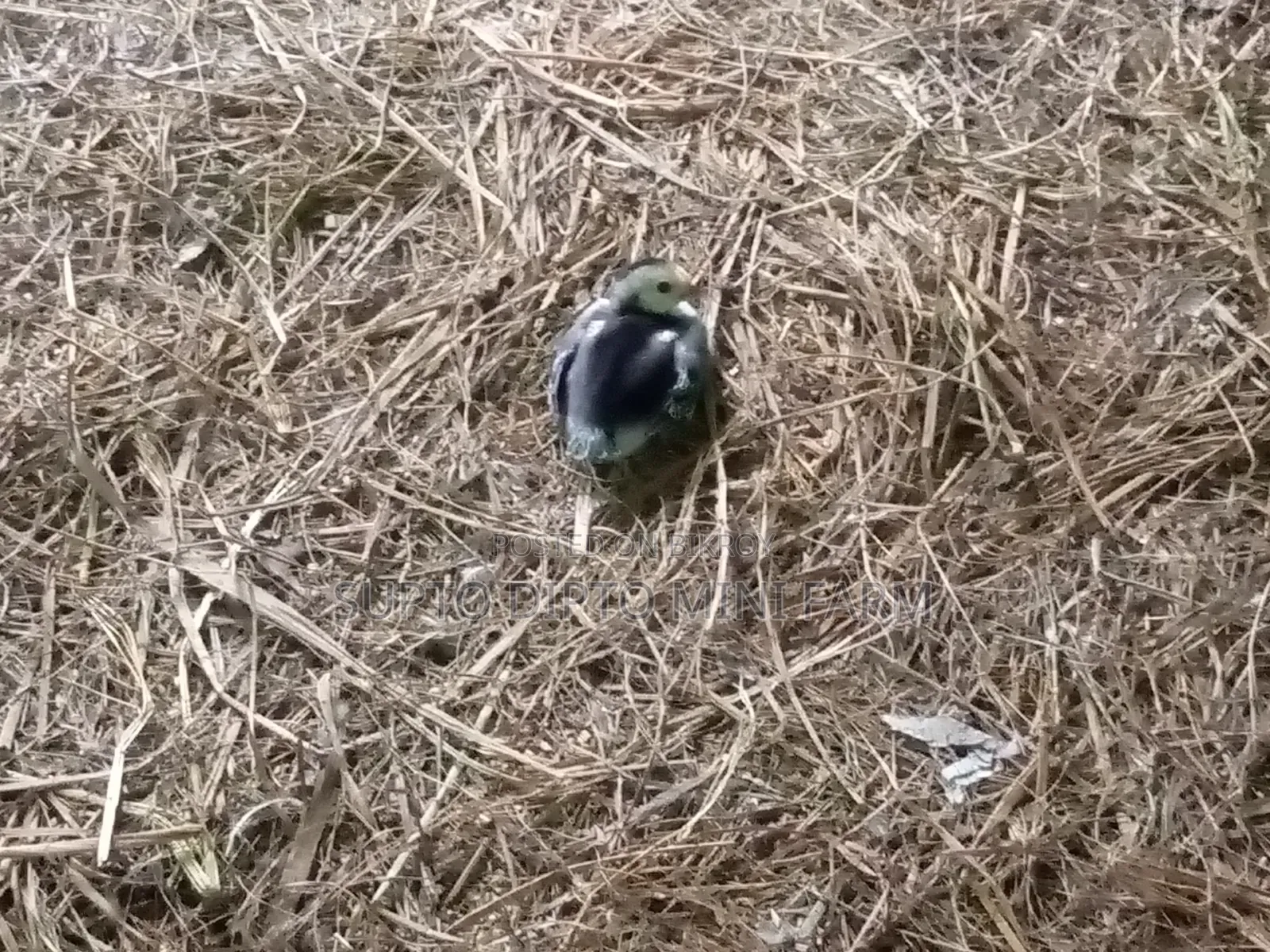 কোয়েল পাখি এবং দেশি মুরগি