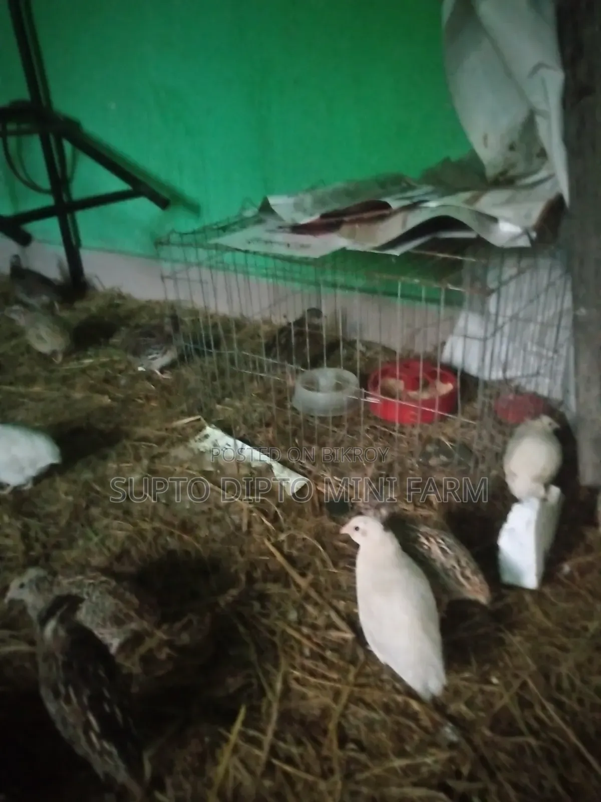 কোয়েল পাখি এবং দেশি মুরগি