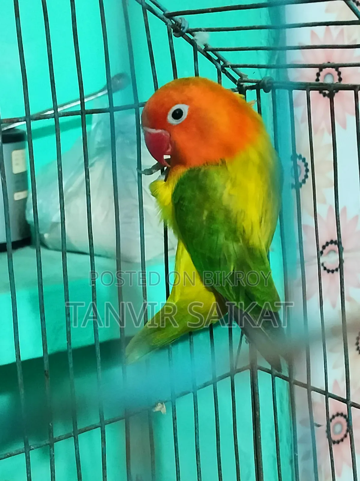 রানিং গ্রিন ইউয়িং ওপ্যালিন ফিমেল ডিএনএ