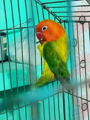 রানিং গ্রিন ইউয়িং ওপ্যালিন ফিমেল ডিএনএ