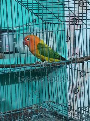রানিং গ্রিন ইউয়িং ওপ্যালিন ফিমেল ডিএনএ