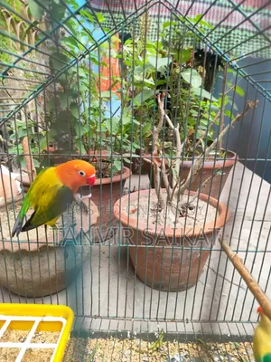 রানিং গ্রিন ইউয়িং ওপ্যালিন ফিমেল ডিএনএ
