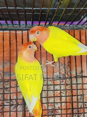 Adult Lutino Peach-Faced Lovebird Pair