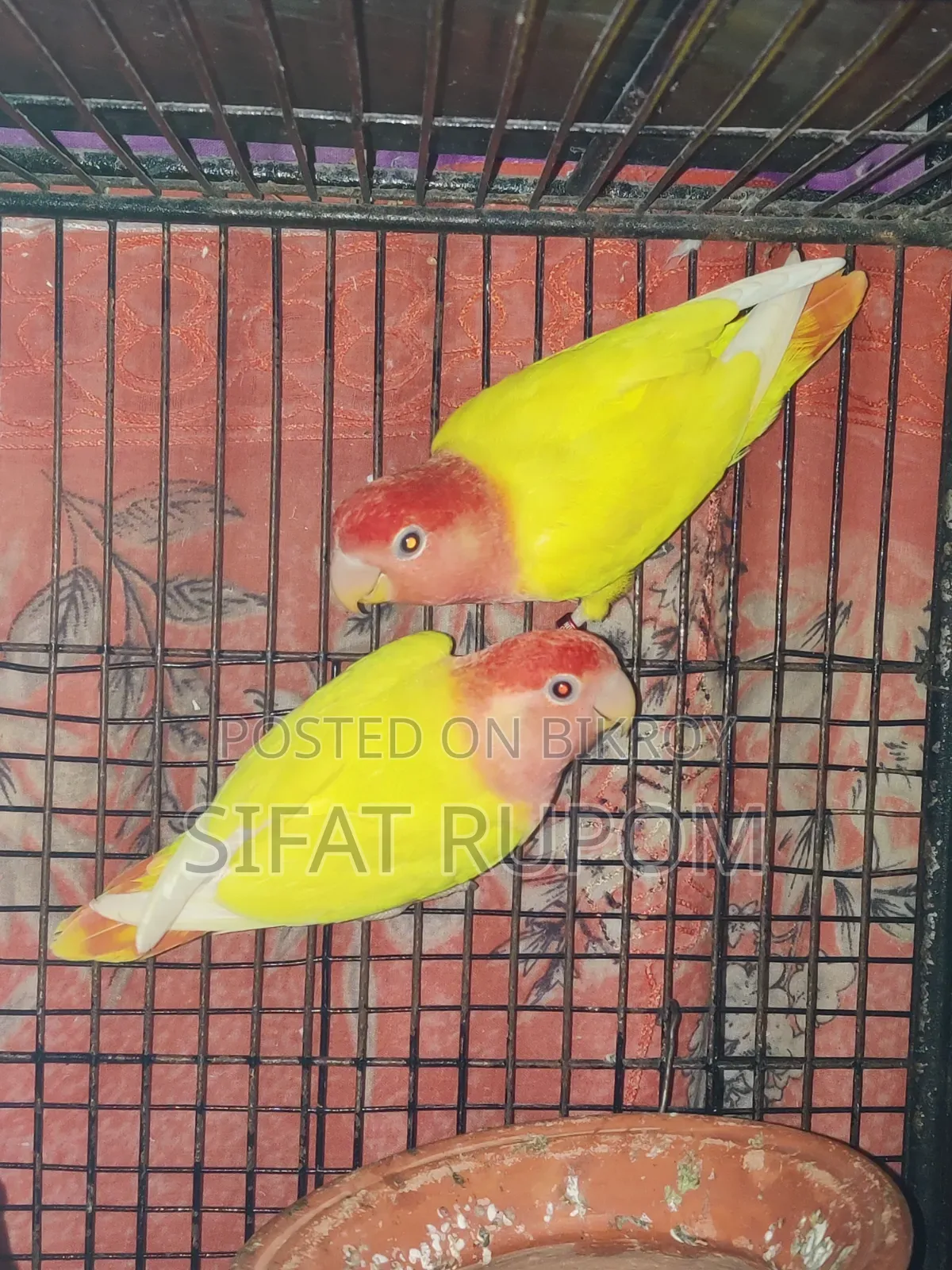 Adult Lutino Peach-Faced Lovebird Pair