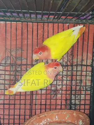 Adult Lutino Peach-Faced Lovebird Pair