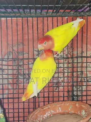 Adult Lutino Peach-Faced Lovebird Pair
