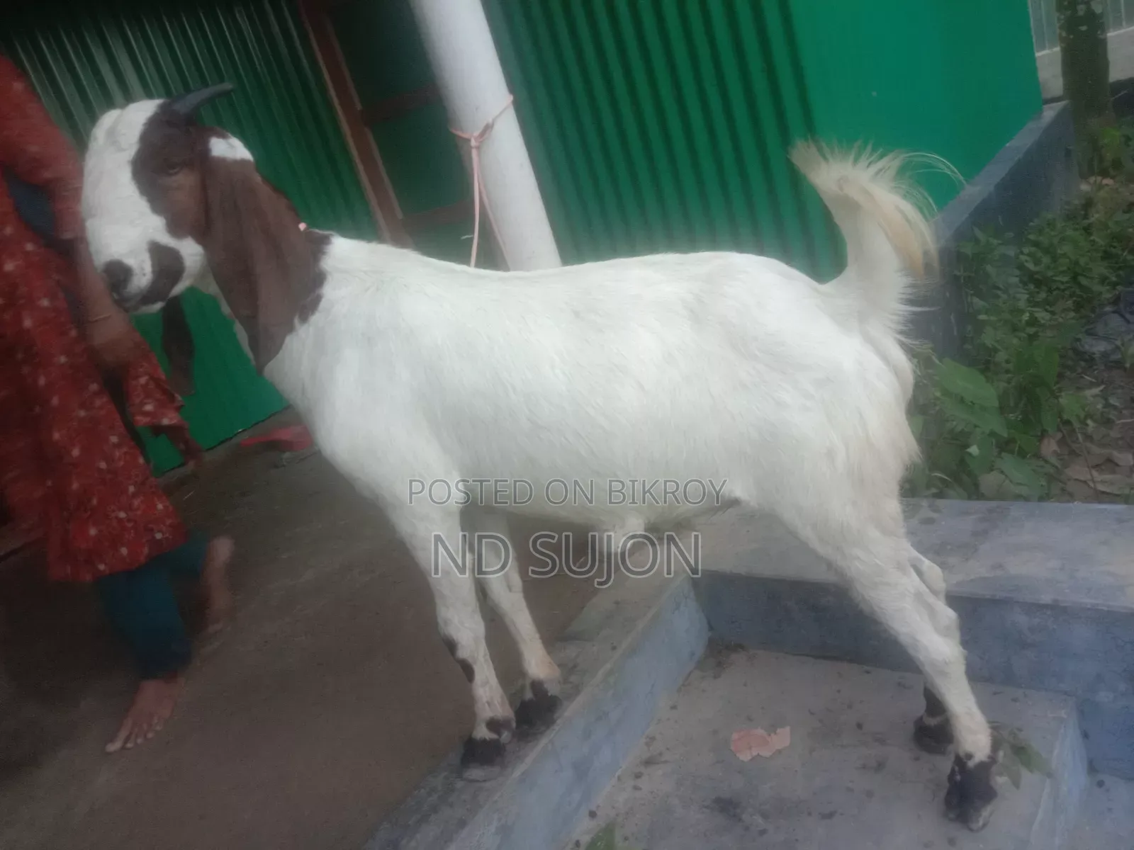 বড় খাসি দুই দাঁতের খাসি তোতার ক্রস