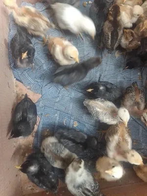 Native Chicken Chicks for Sale