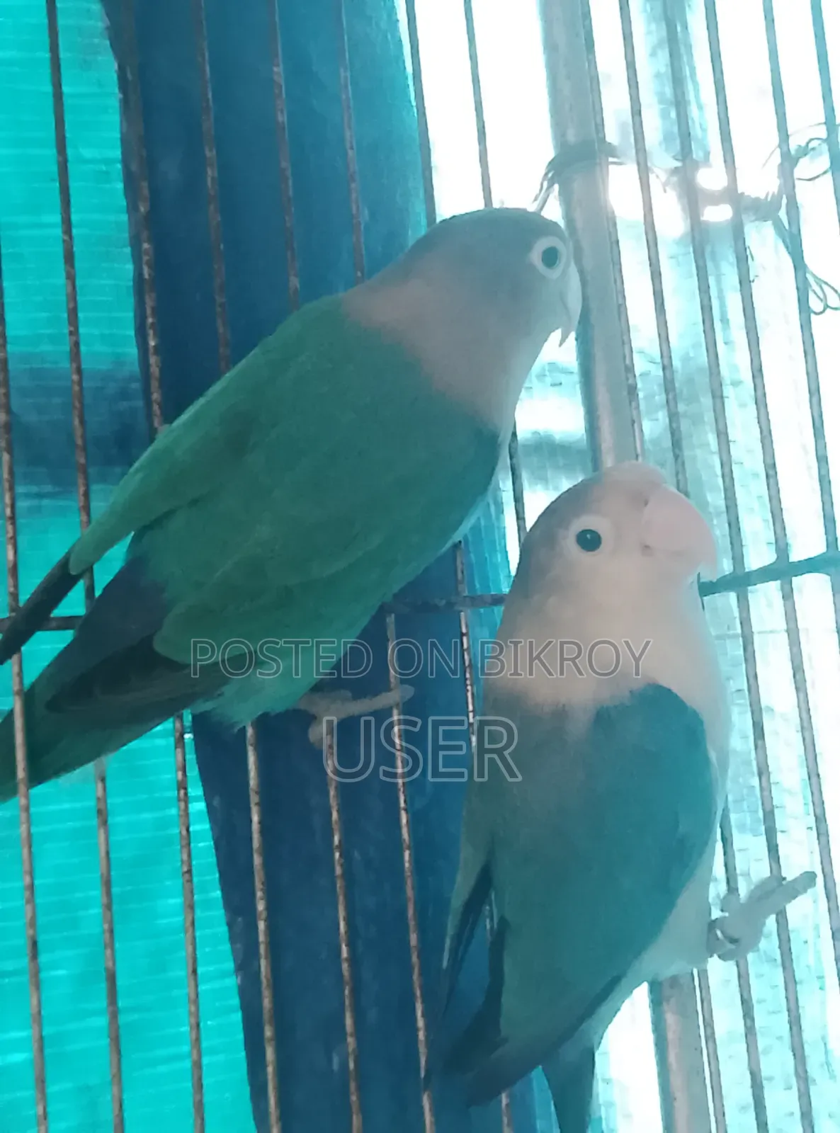 লাভ বার্ড ডিম সমেত