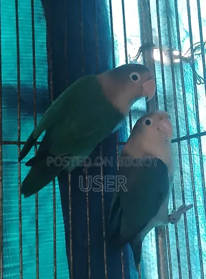 লাভ বার্ড ডিম সমেত