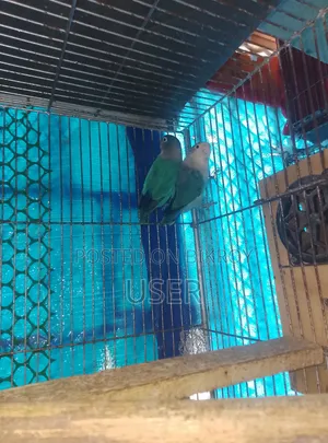 লাভ বার্ড ডিম সমেত