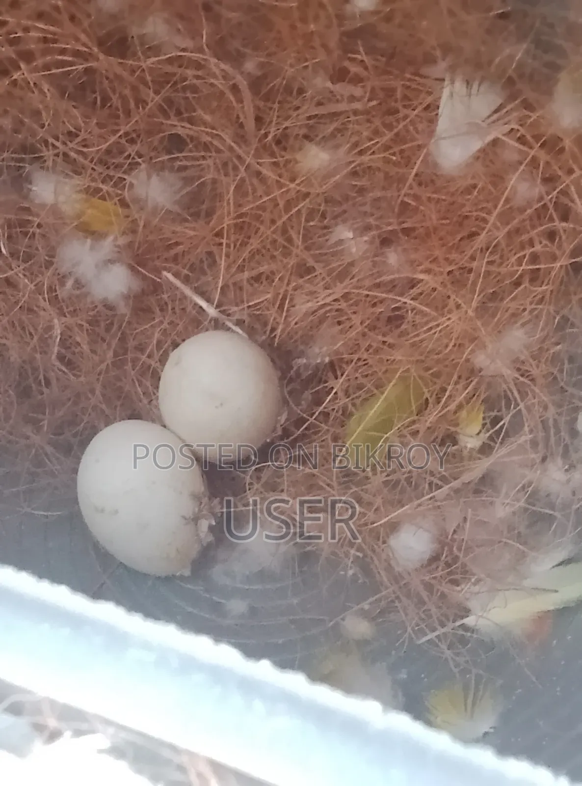 লাভ বার্ড ডিম সমেত