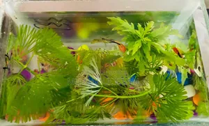 মিনি ট্যাঁক + ২ জোড়া গাপ্পি