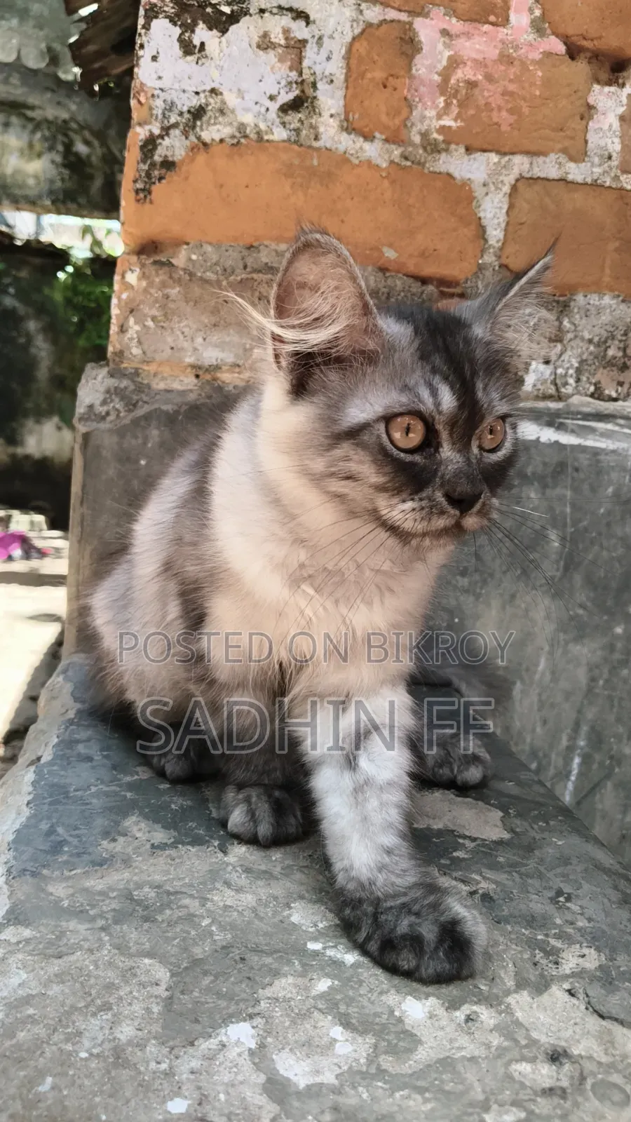 ১-৩ মাসের নর পিওরব্রেড পারসিয়ান বিড়াল