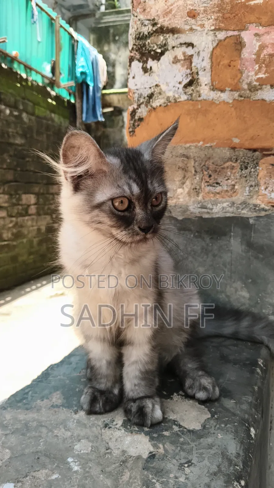 ১-৩ মাসের নর পিওরব্রেড পারসিয়ান বিড়াল