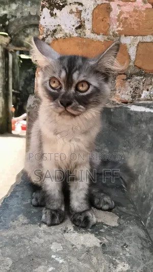 ১-৩ মাসের নর পিওরব্রেড পারসিয়ান বিড়াল