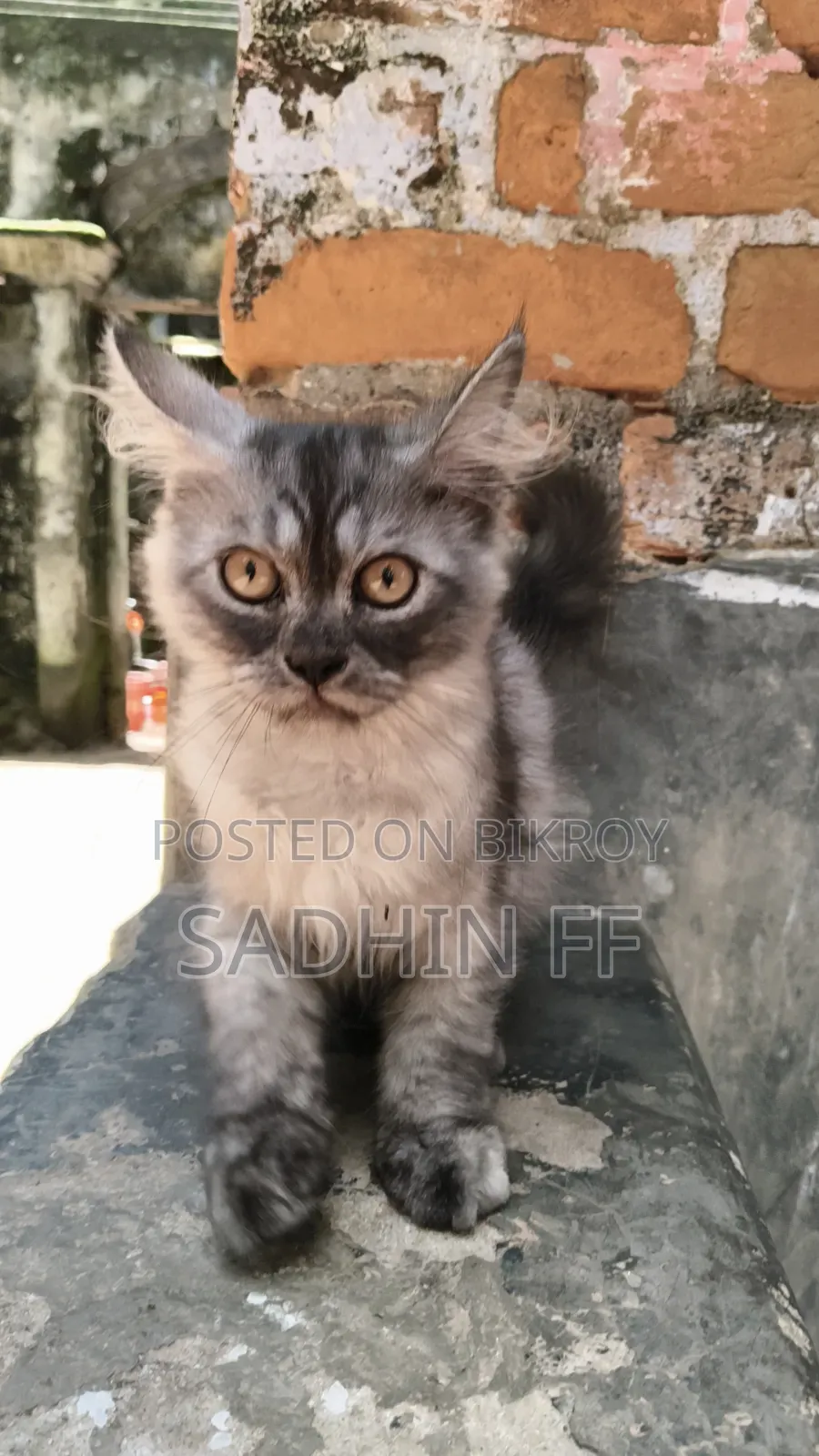 ১-৩ মাসের নর পিওরব্রেড পারসিয়ান বিড়াল