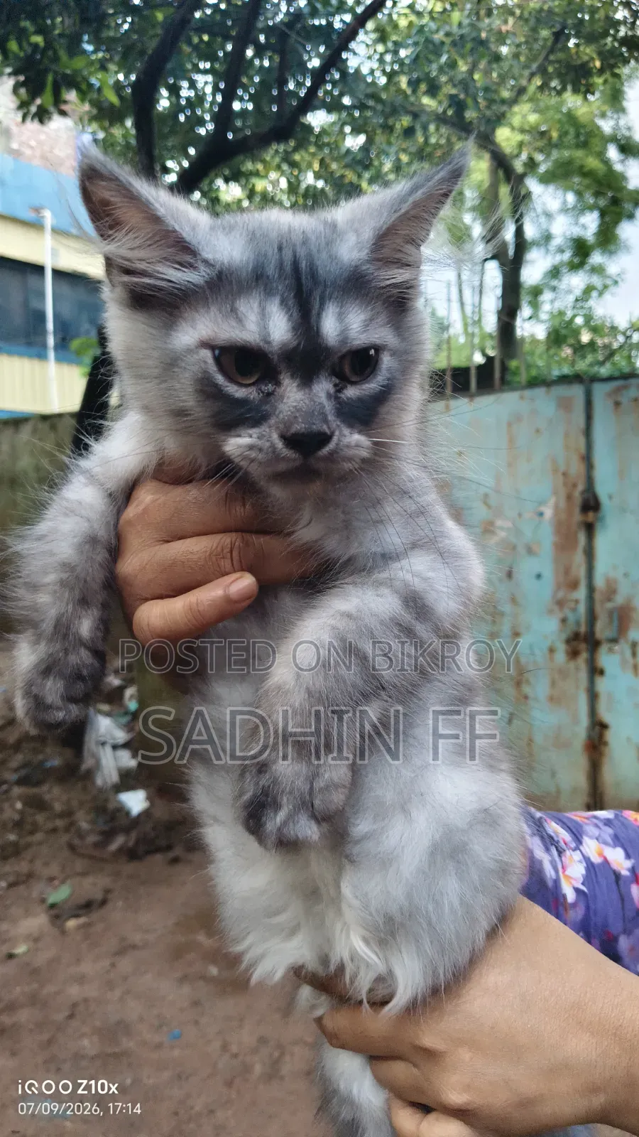১-৩ মাসের নর পিওরব্রেড পারসিয়ান বিড়াল
