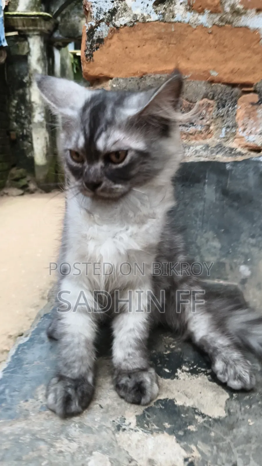 ১-৩ মাসের নর পিওরব্রেড পারসিয়ান বিড়াল