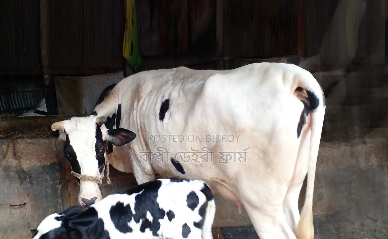 ১৪৬৬ নং গাভী গরু ।