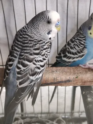 Budgerigar birds