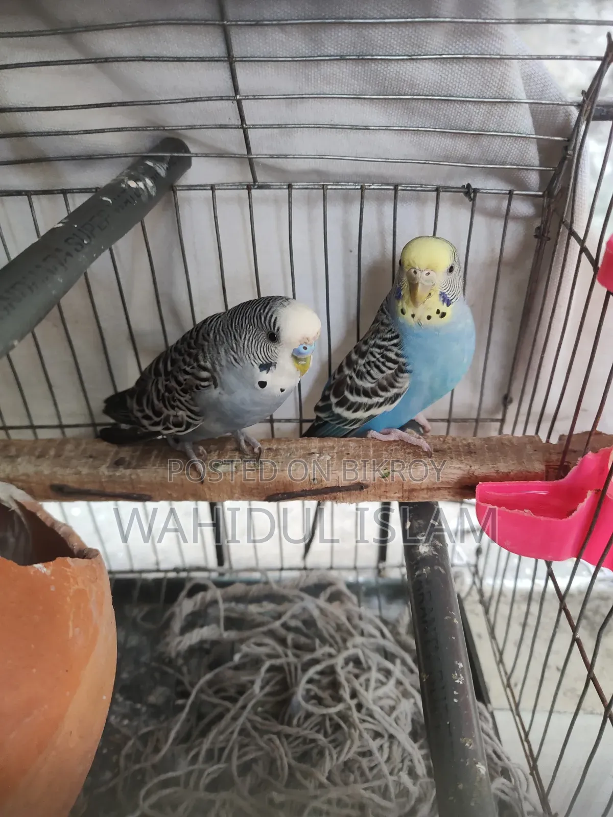 Budgerigar birds