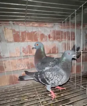 Maksi Pigeon
