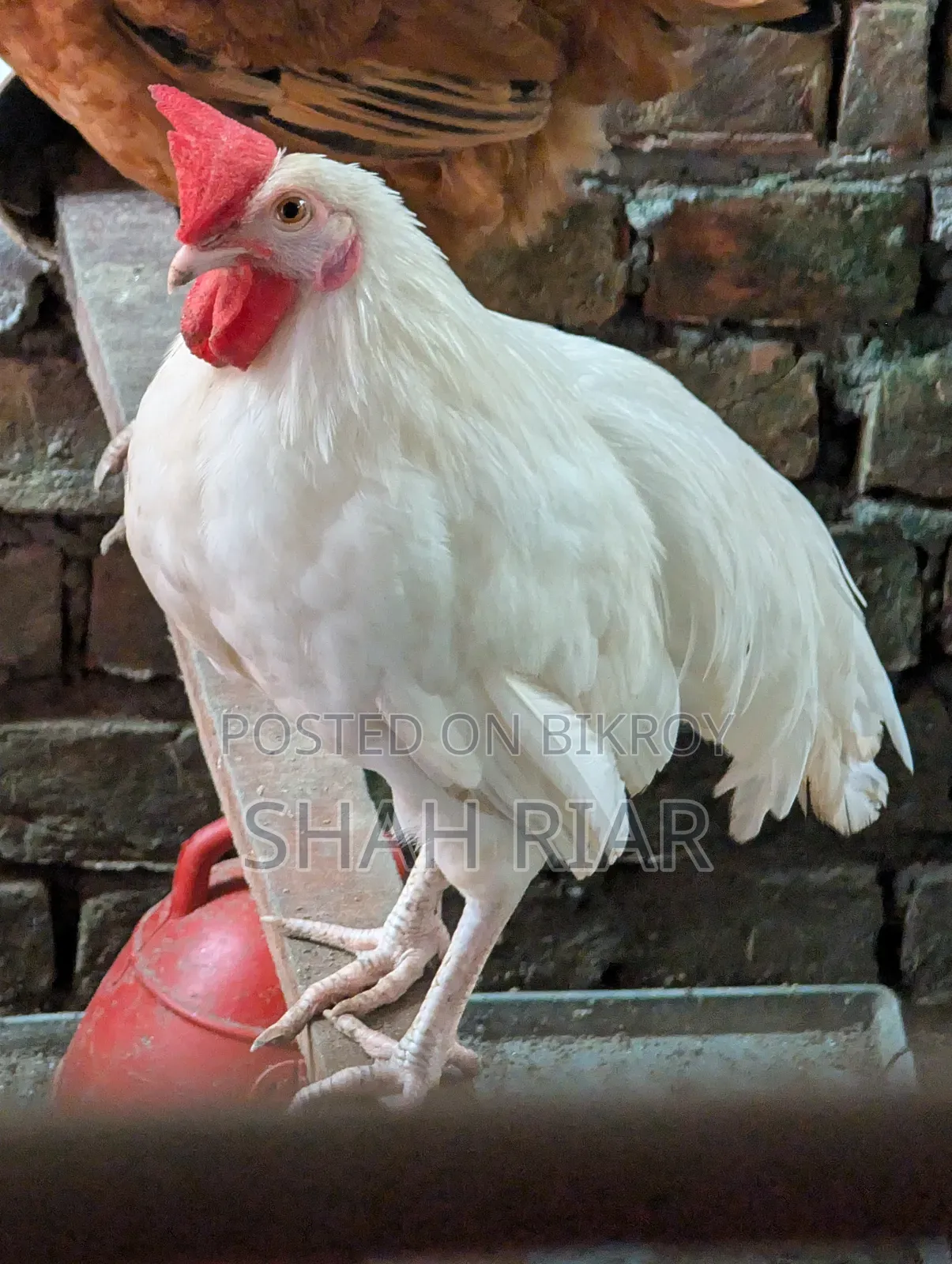 Large White Rooster