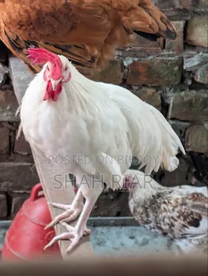 Large White Rooster