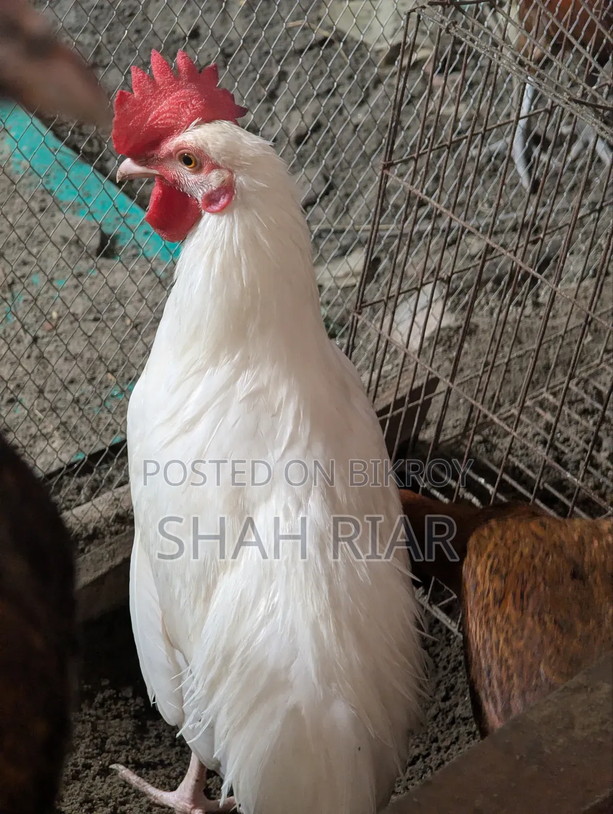 Large White Rooster