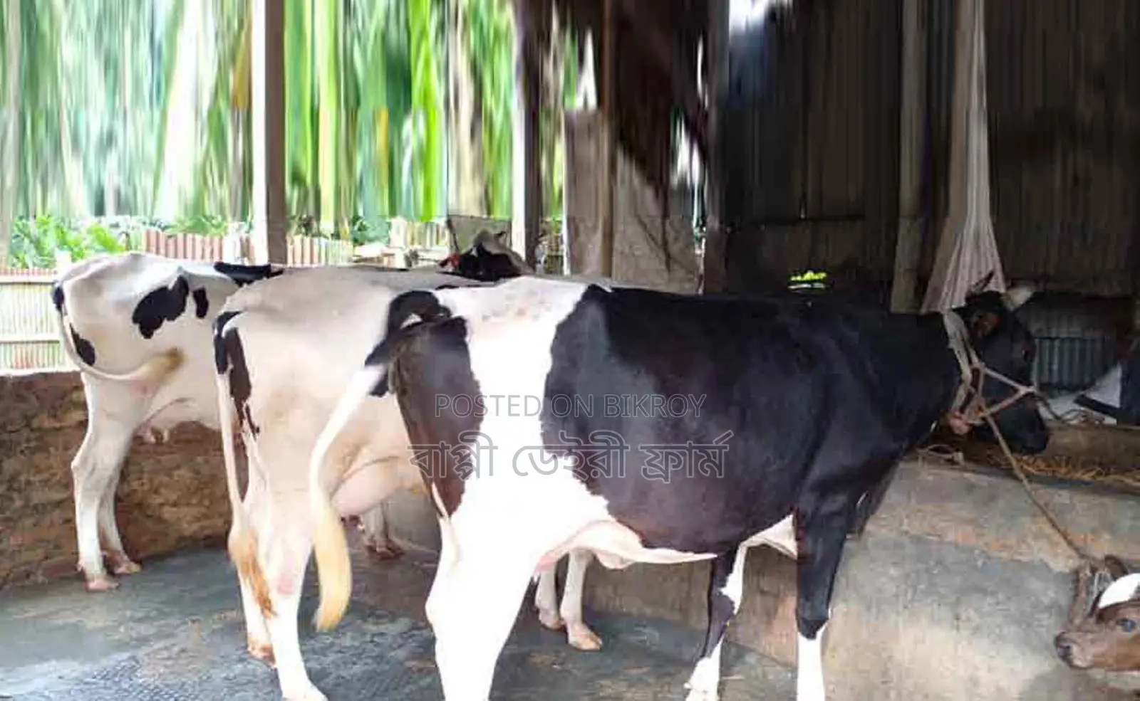 1479 Selected 3 Deep Cows for Sale