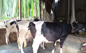 ১৪৭৯নং বাছাই কৃত ৩টি গভী গরু বিক্রয় হবে ।