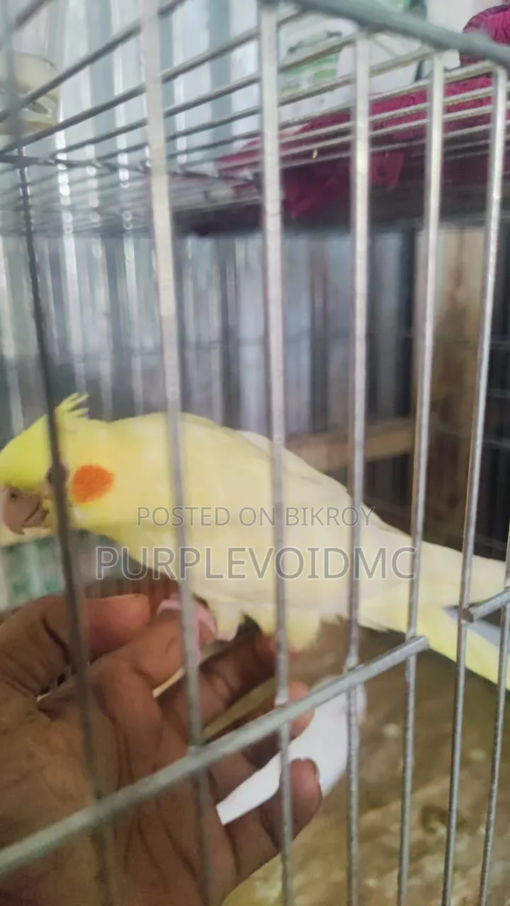 টেম কোকোটেল পাখি // কোকোটেল পাখি এল