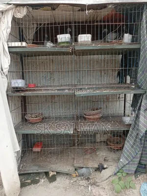 Pigeon Cage Urgent Sell