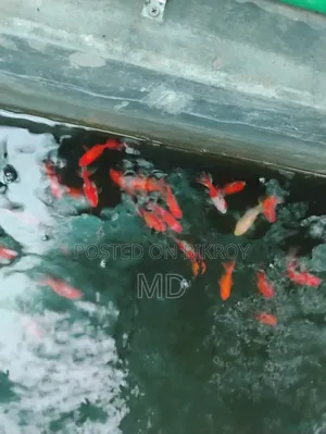 গোল্ড ফিস , গাপপি , বেটা