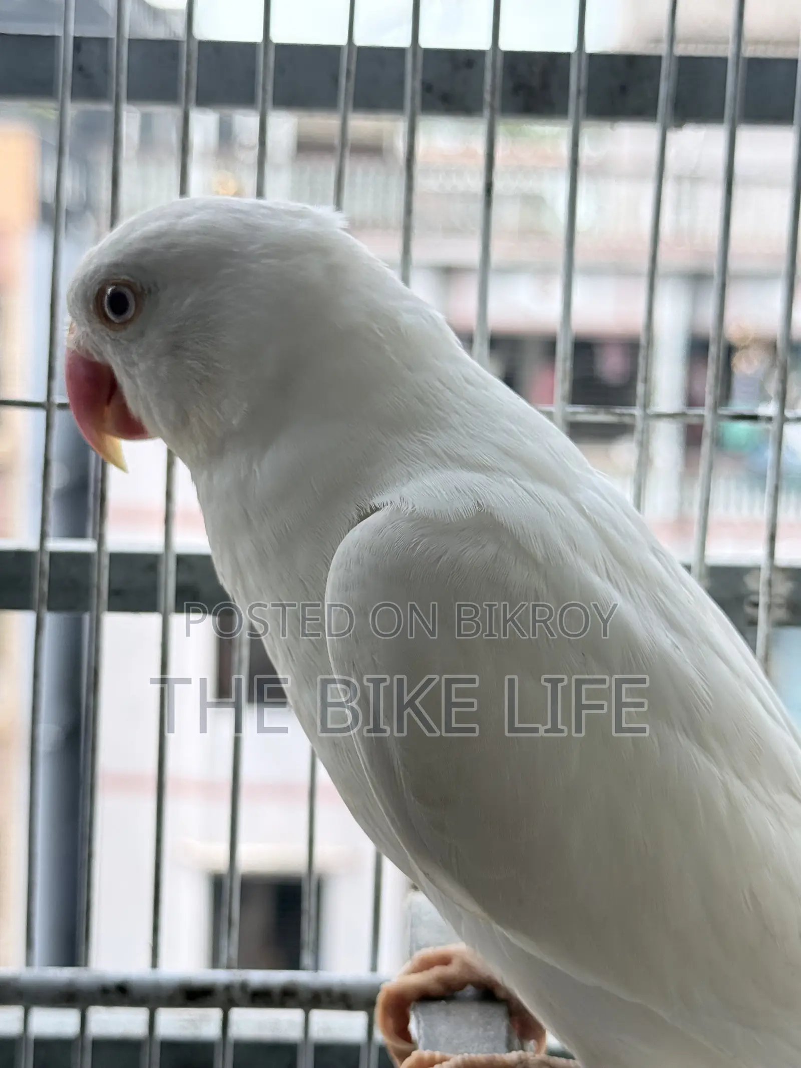 Albino Ringneck Baby Self Feed