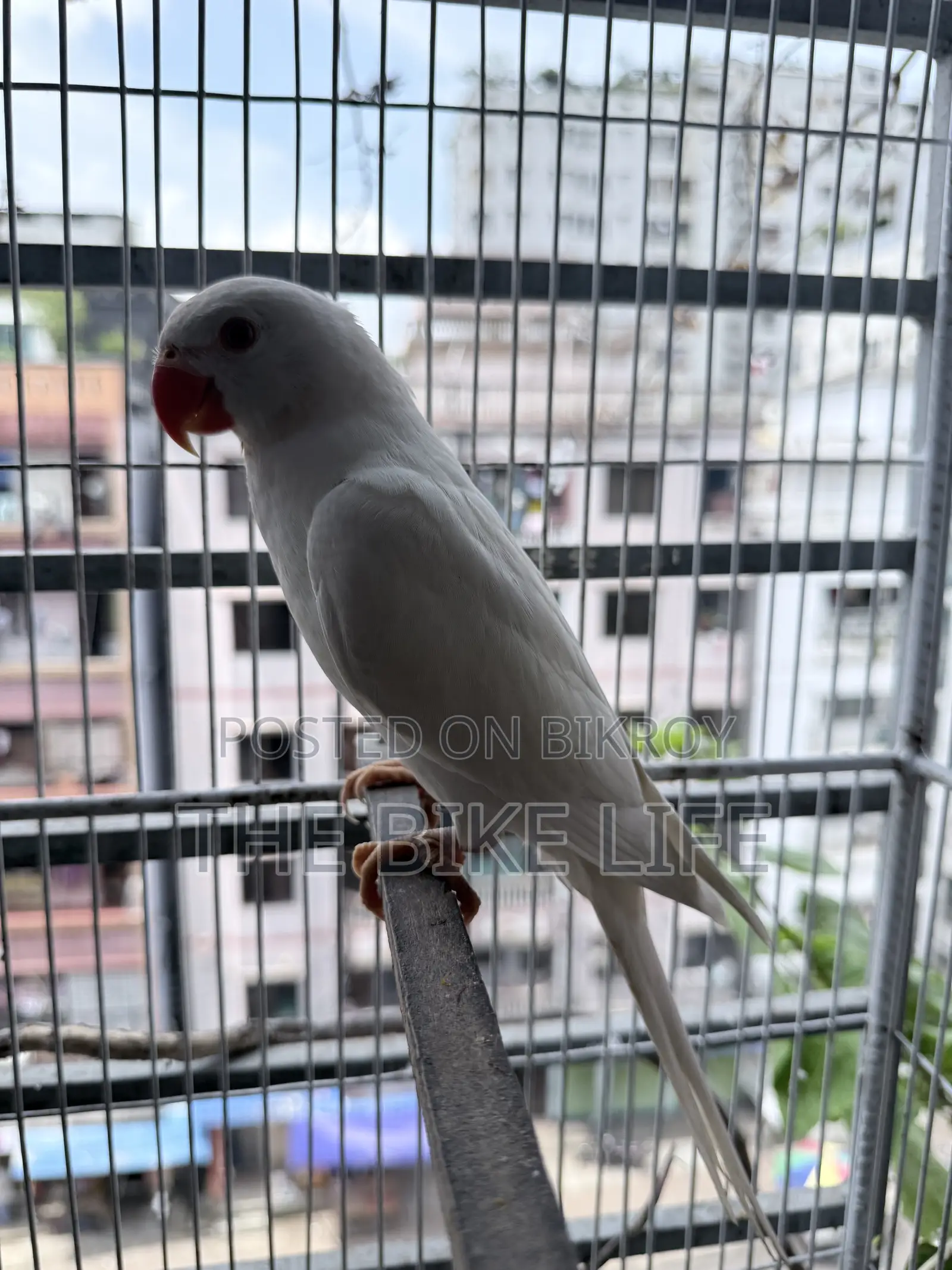 Albino Ringneck Baby Self Feed