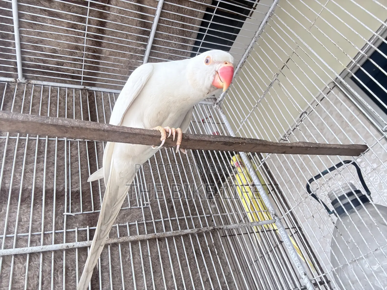 Albino Ringneck Baby Self Feed