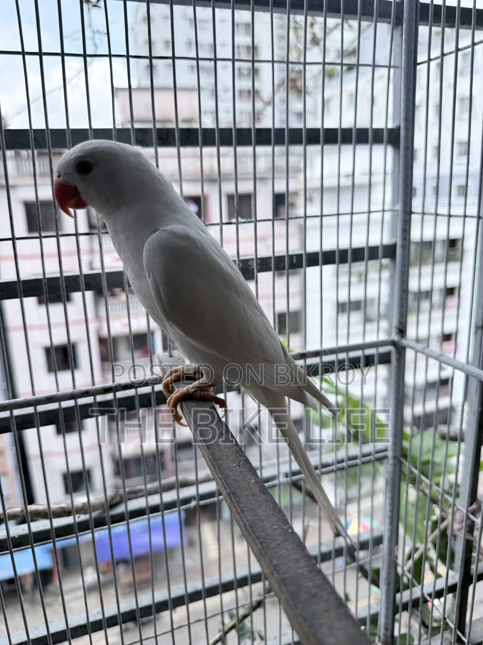 Albino Ringneck Baby Self Feed
