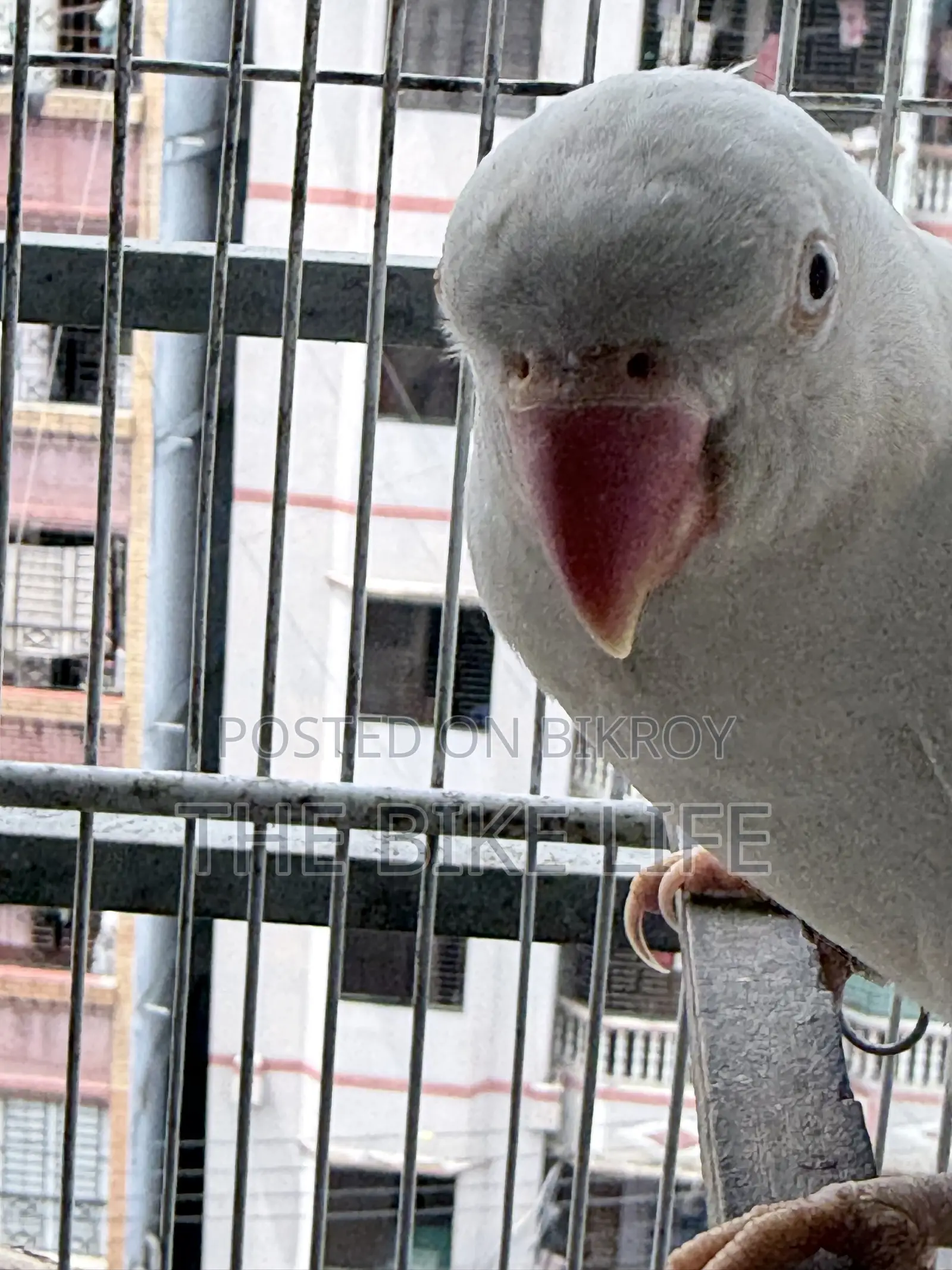 Albino Ringneck Baby Self Feed