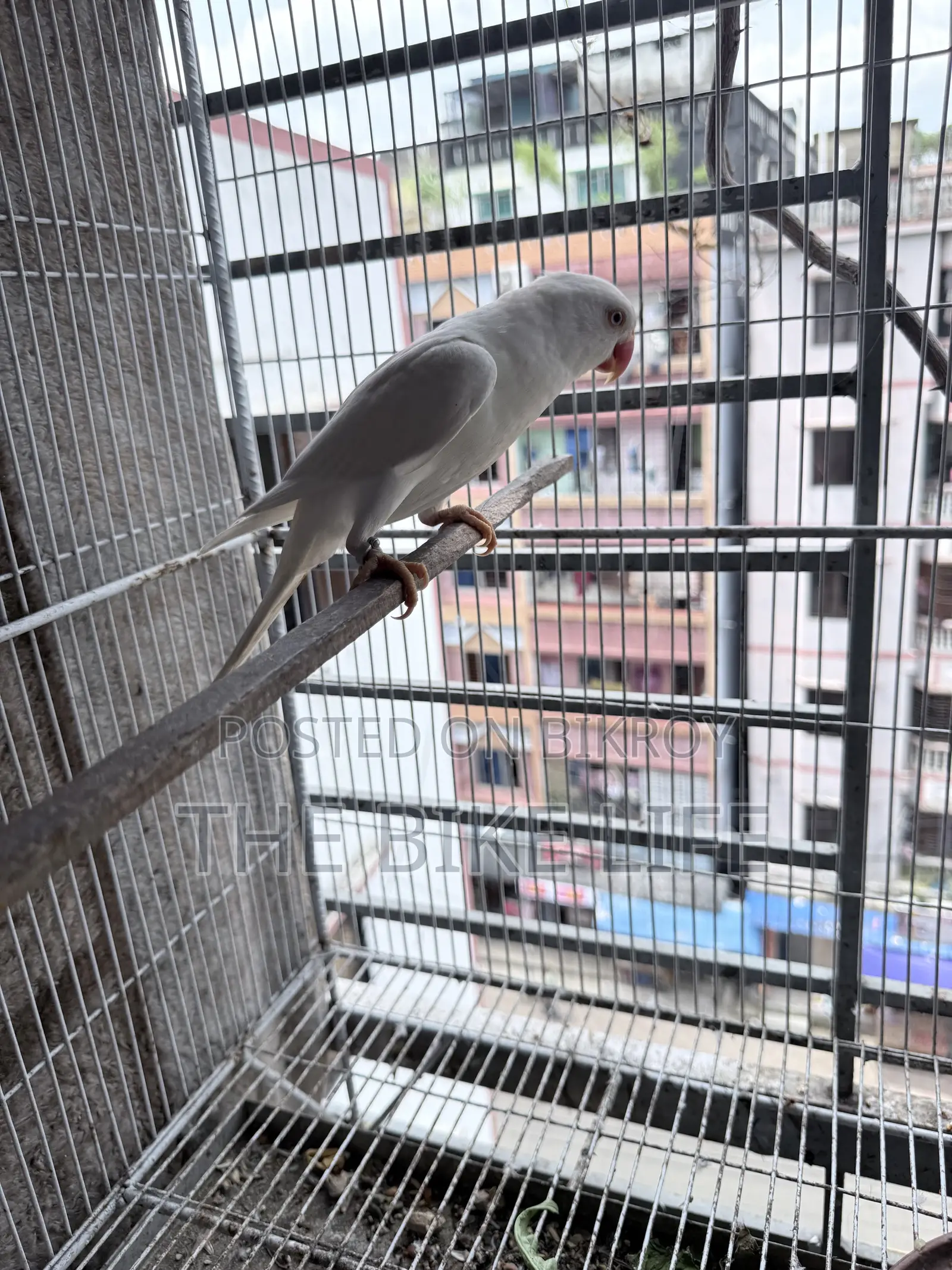 Albino Ringneck Baby Self Feed