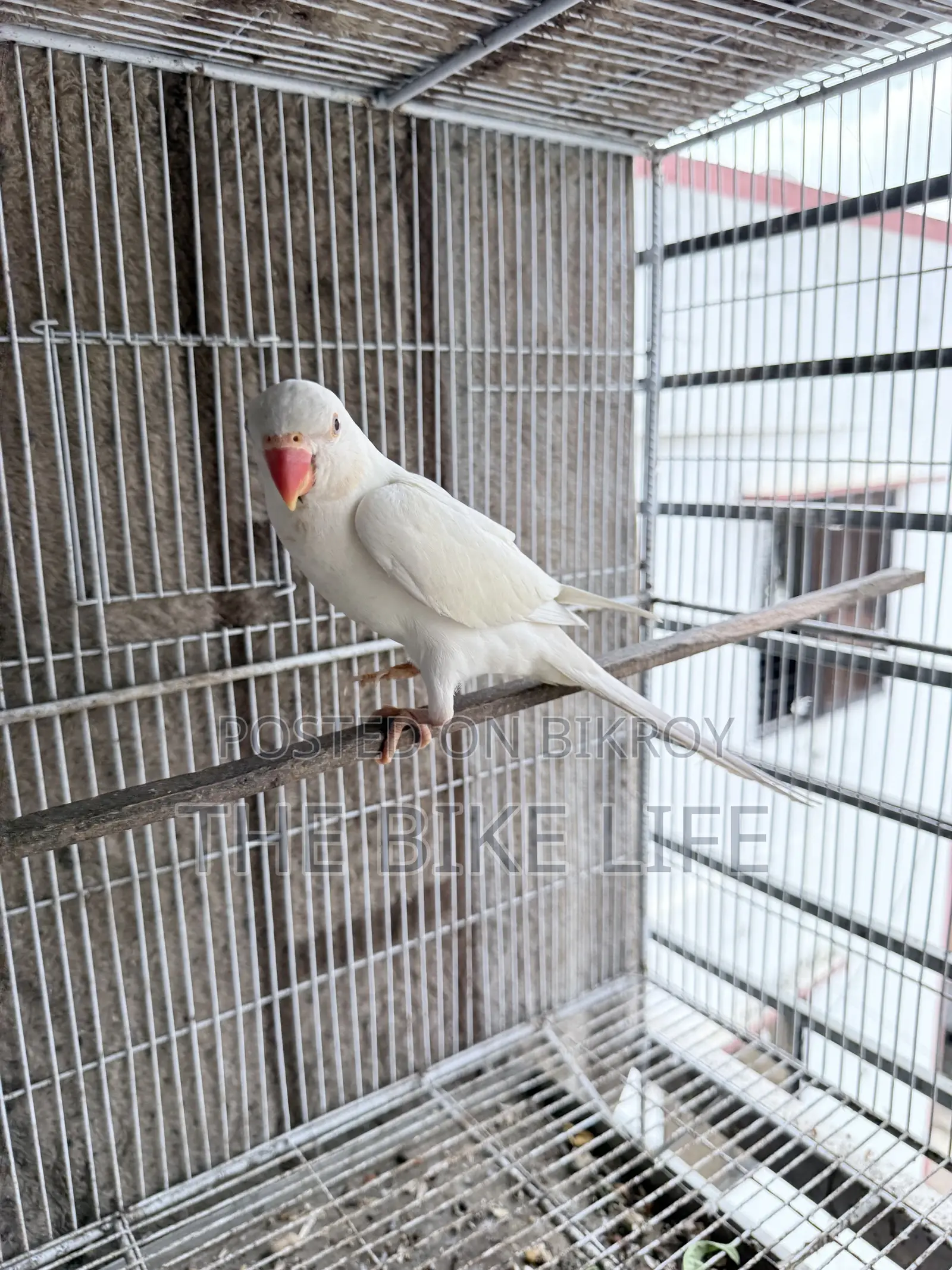 Albino Ringneck Baby Self Feed