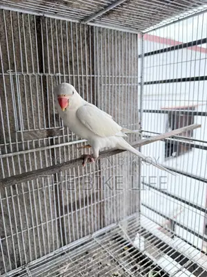 Albino Ringneck Baby Self Feed