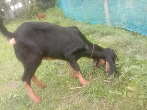 হরিয়ানা মেয়ে ছাগল বয়স সারে 4মাস যাদিবে সব খাবে