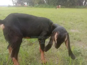 হরিয়ানা মেয়ে ছাগল বয়স সারে 4মাস যাদিবে সব খাবে