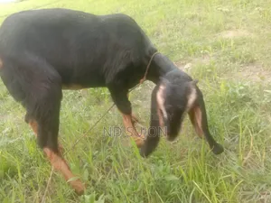হরিয়ানা মেয়ে ছাগল বয়স সারে 4মাস যাদিবে সব খাবে