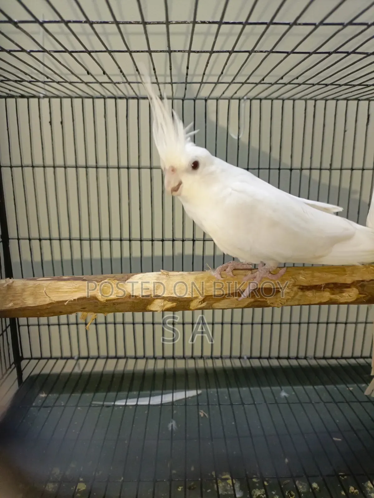 Albino Female Cockatiel