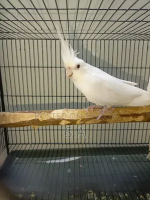 Albino Female Cockatiel